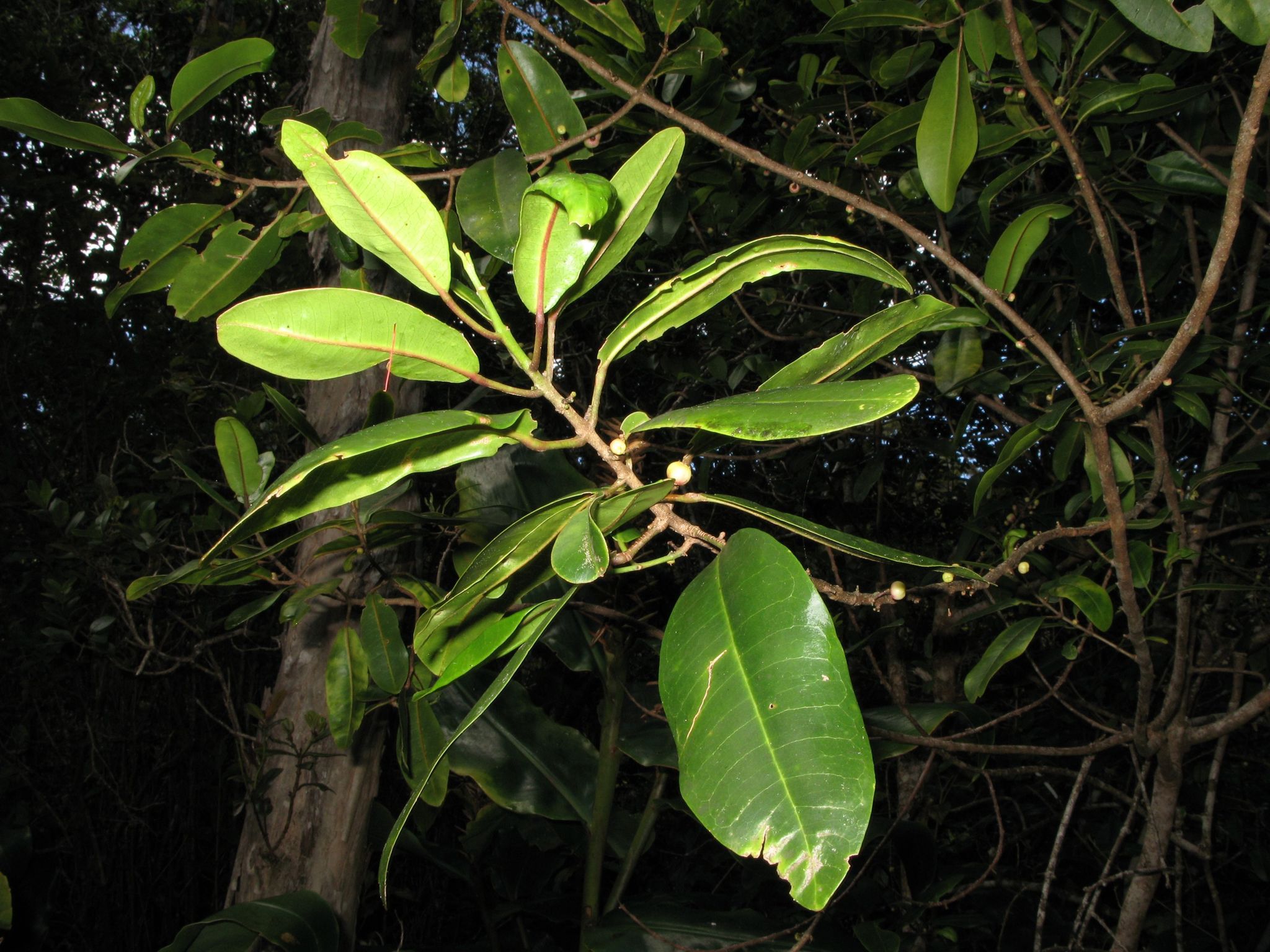 Melicope anisata