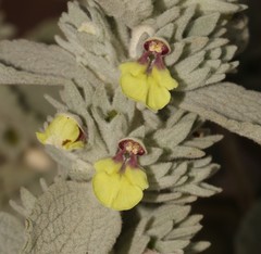 Stachys lamarckii