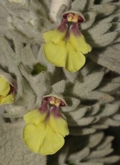 Stachys lamarckii