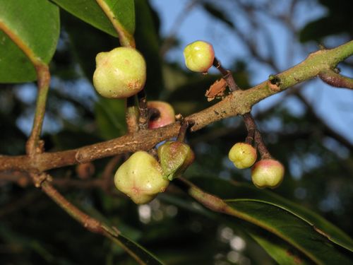 Melicope anisata