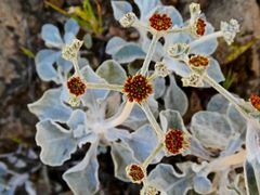 Eriogonum crocatum