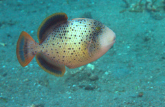 Pseudobalistes flavimarginatus