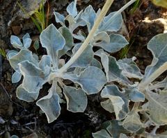 Eriogonum crocatum