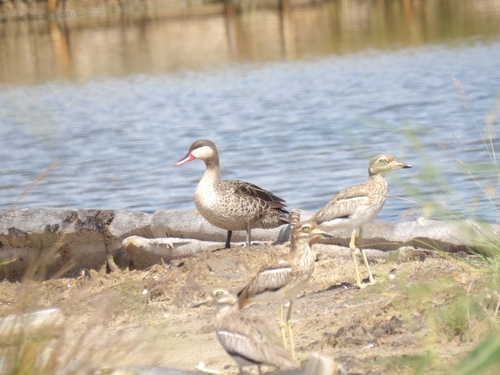 iNaturalist image