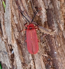 Punicealis hamata