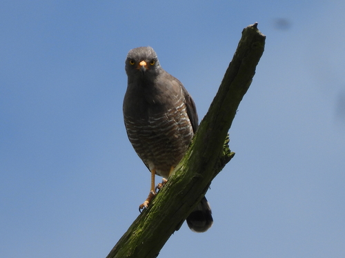 Roadside Hawk