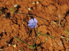 Cichorium pumilum, photograph (c) Duarte Frade, some rights reserved (CC BY)