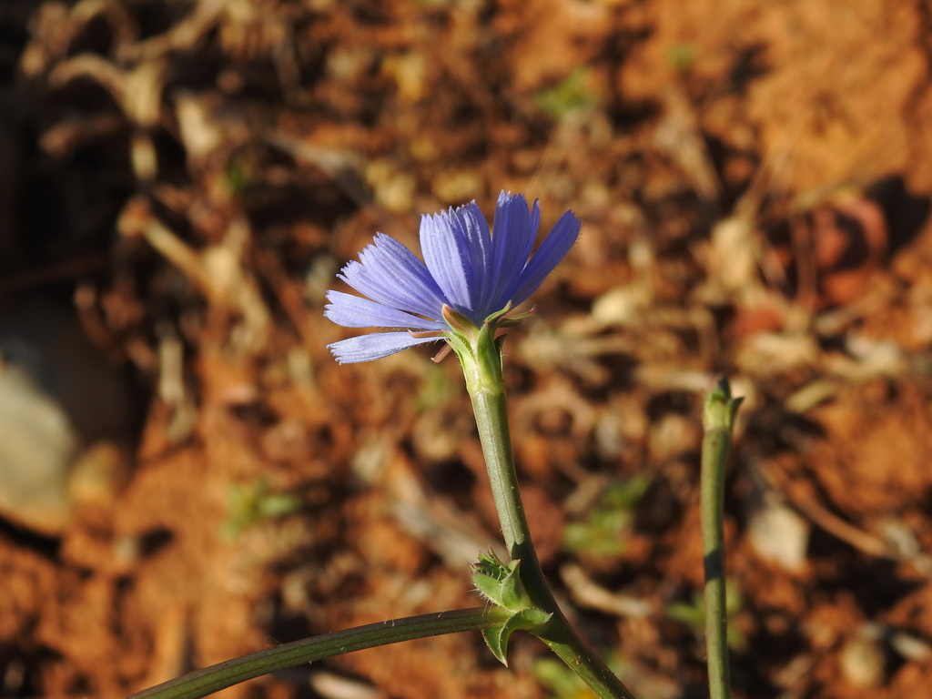 Cichorium pumilum; photograph (c) Duarte Frade, some rights reserved (CC BY)