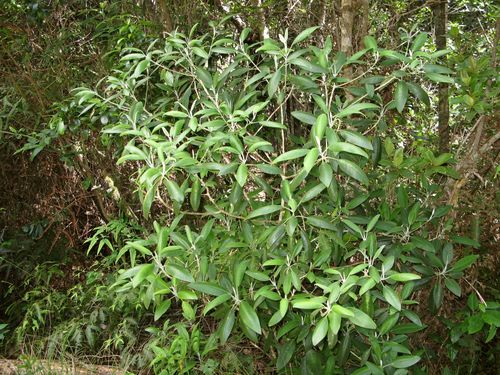 Melicope barbigera