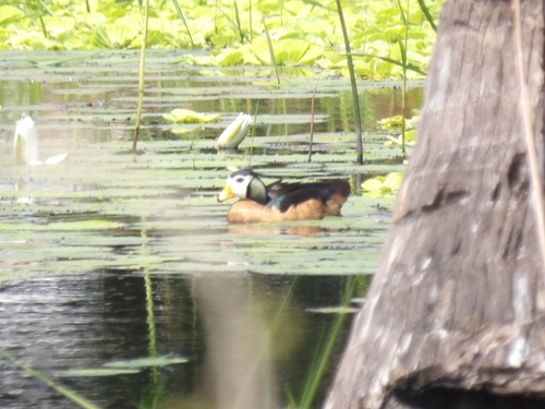 iNaturalist image