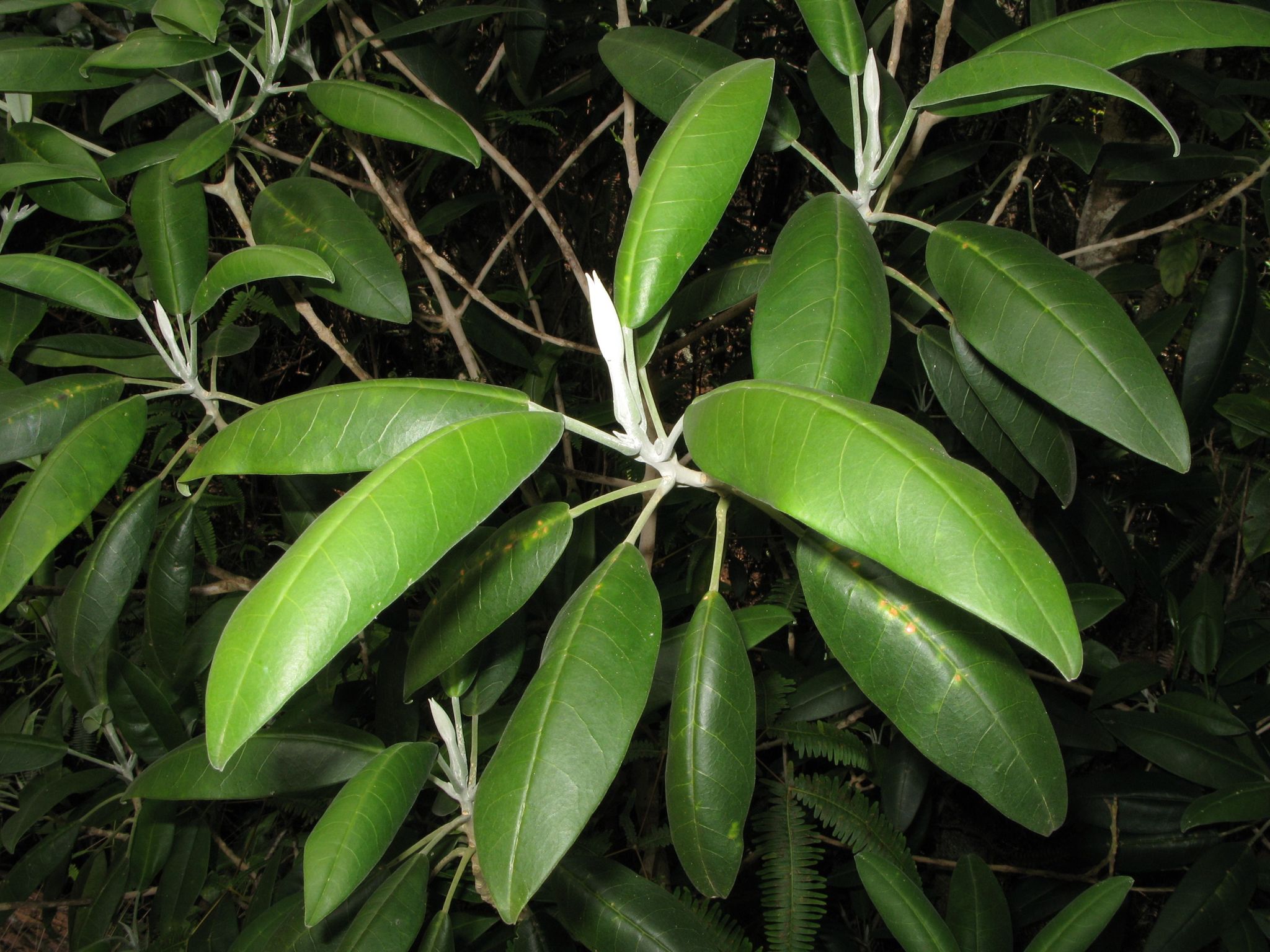 Melicope barbigera