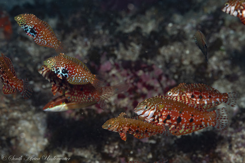 Halichoeres lapillus observed 2026-05-21