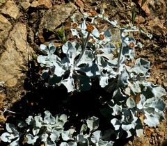 Eriogonum crocatum