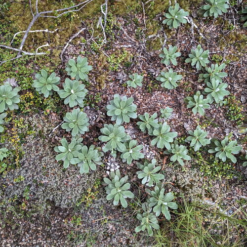 Celmisia discolor, photograph 4