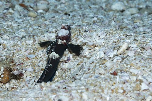 Tomiyamichthys observed 2026-05-21