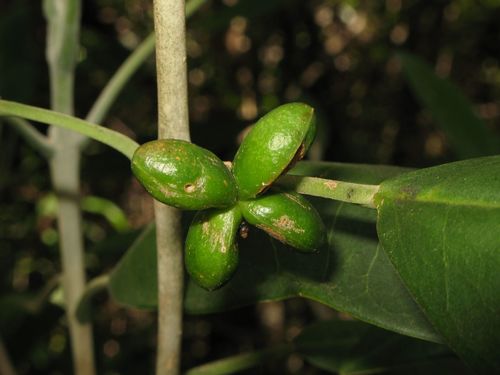 Melicope barbigera