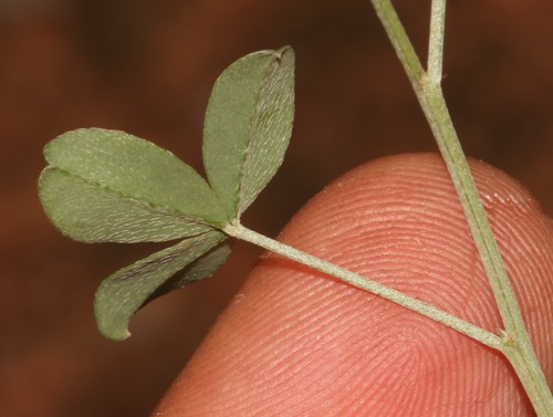 Image of Indigofera meyeriana by (c) Brian du Preez, some rights reserved (CC BY-SA)