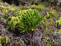 Melicope clusiifolia