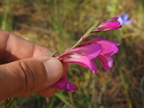 Gladiolus illyricus, photograph 6
