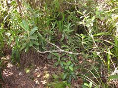 Melicope clusiifolia