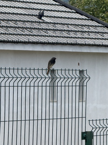 Black Redstart