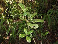 Melicope clusiifolia