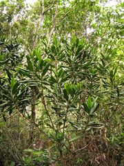 Melicope clusiifolia