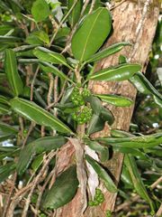 Melicope clusiifolia