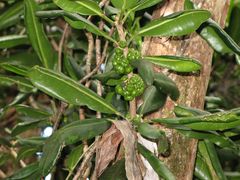 Melicope clusiifolia