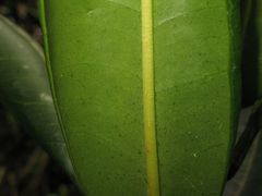 Melicope clusiifolia