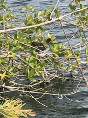 Gallinula galeata