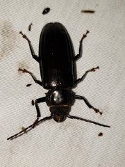 Mallodon dasystomus