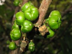 Melicope clusiifolia
