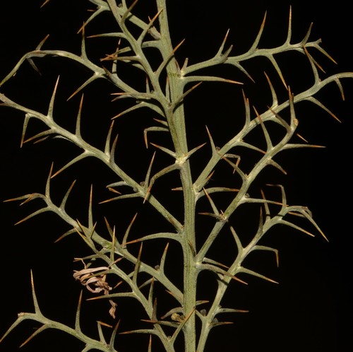 Image of Thesium pungens by (c) Brian du Preez, some rights reserved (CC BY-SA)