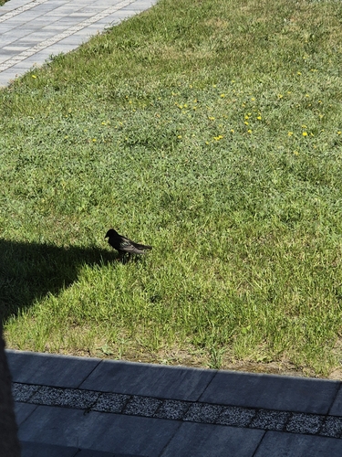 European Starling