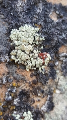 Erichansenia epithallina