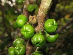 Melicope clusiifolia