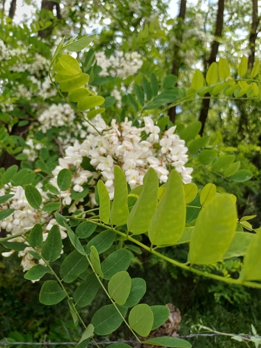 black locust