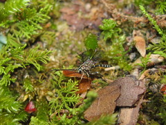 Brachycyrtus pretiosus