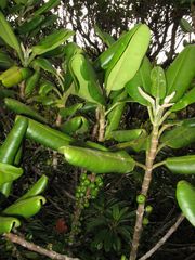 Melicope clusiifolia