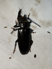 Mallodon dasystomus