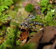 Brachycyrtus pretiosus