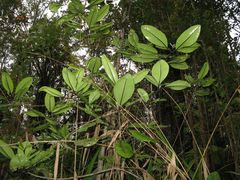 Melicope clusiifolia