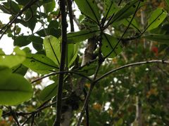 Melicope clusiifolia