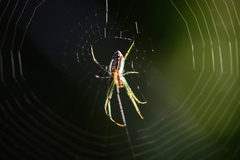Leucauge festiva