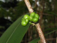 Melicope clusiifolia