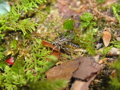 Brachycyrtus pretiosus