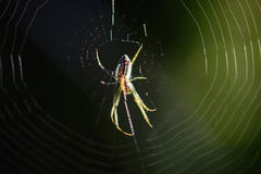 Leucauge festiva