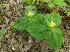 Trillium discolor