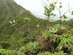 Melicope clusiifolia
